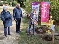 Un Ginkgo Biloba planté au Domaine de Baudouvin