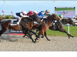 Meeting d'Hiver de l'Hippodrome de Cagnes : « Ca va décoiffer ! »