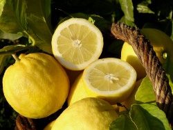 Citron de Menton : Objectif terre pour la CARF !