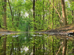 Europe : Le droit pénal pour mieux protéger l'environnement