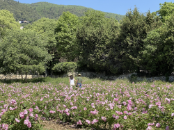 "European Fragrance Cities" : lancement ce 1er juin du Club Européen des Maires des villes de la Parfumerie 