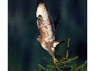 Lâcher d'un rapace « une semaine, un oiseau »