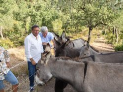 A La Londe-les-Maures, des ânes débroussaillent les parcelles de La Galinette